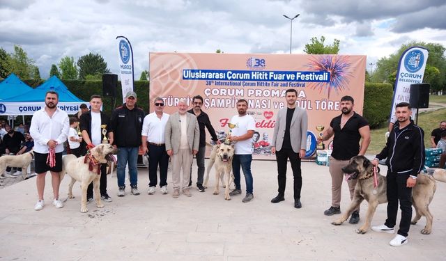 Nevşehirli Yetiştiriciler Çorum'daki Çoban Köpekleri Şampiyonası'na Katıldı