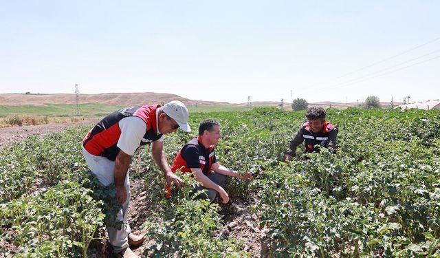 Patates Üretim Alanlarında İncelemelerde Bulunuldu