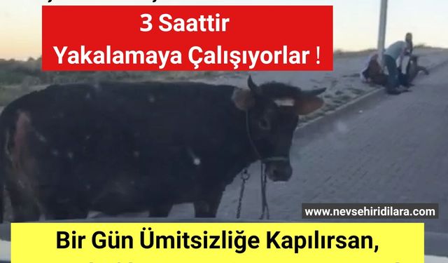 Nevşehir'de Kaçan Tosun'u Üç Saattir Yakalamaya Çalışıyorlar Video