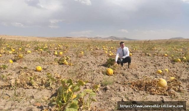 Kabak Çekirdeği Hasadı İçin Son Hazırklar Yapılmaya Başlandı