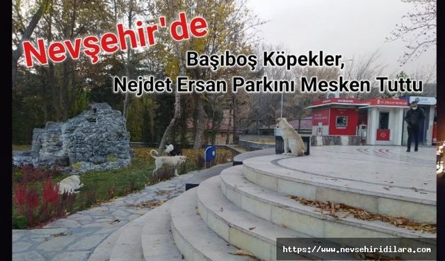 Başıboş Köpekler, Nejdet Ersan Parkını Mesken Tuttu