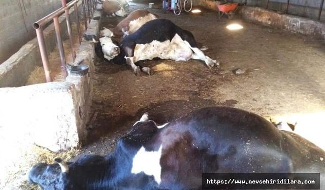 Nevşehir'de Süt Sağılırken Elektirik Akımına Kapılan 5 İnek Telef Oldu