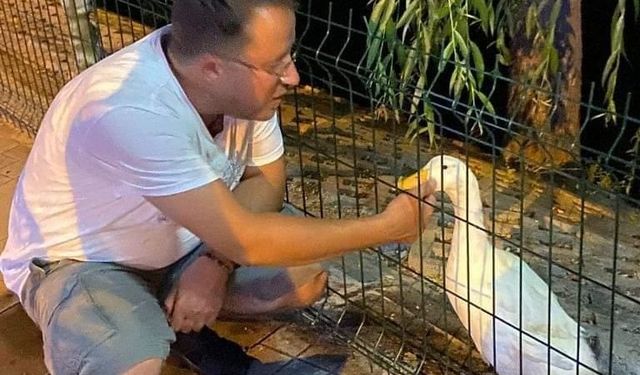 Avanos'ta Duyarlı Esnaf Yaralı Gördüğü Kazı Tedavi Ettirdi