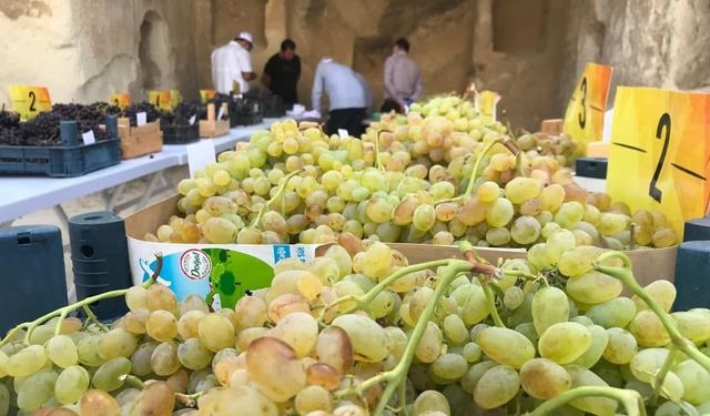 Nevşehir'de Üzüm Üreticisinin Heyecanlı Bekleyişi