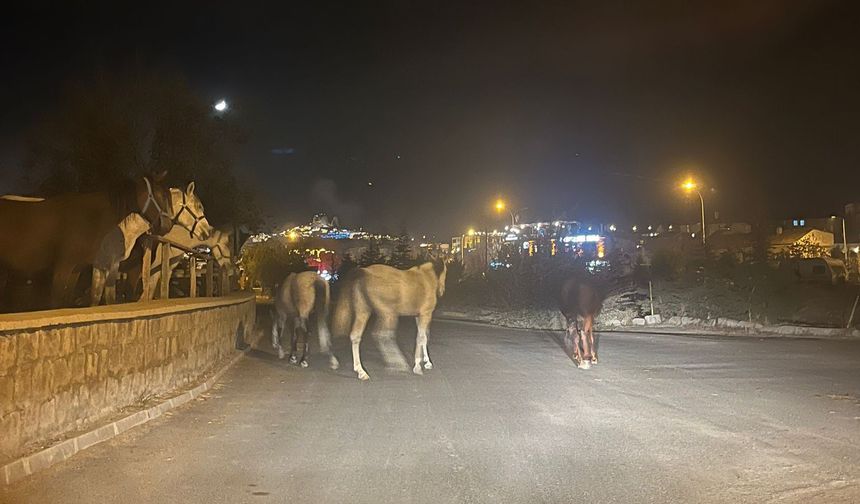 Kapadokya'da Çiftlikler Kapanmaya Başladı, Atlar Ortada Kaldı