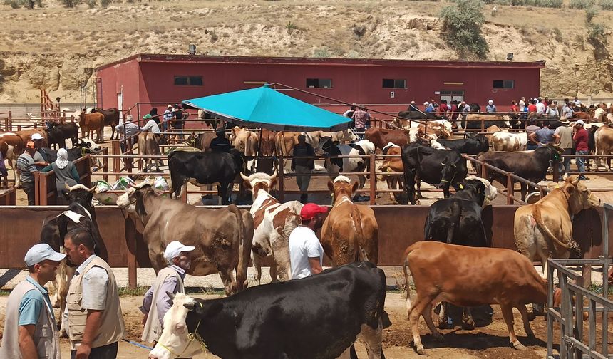 Nevşehir Hayvan Pazarı Pazartesi Açılıyor