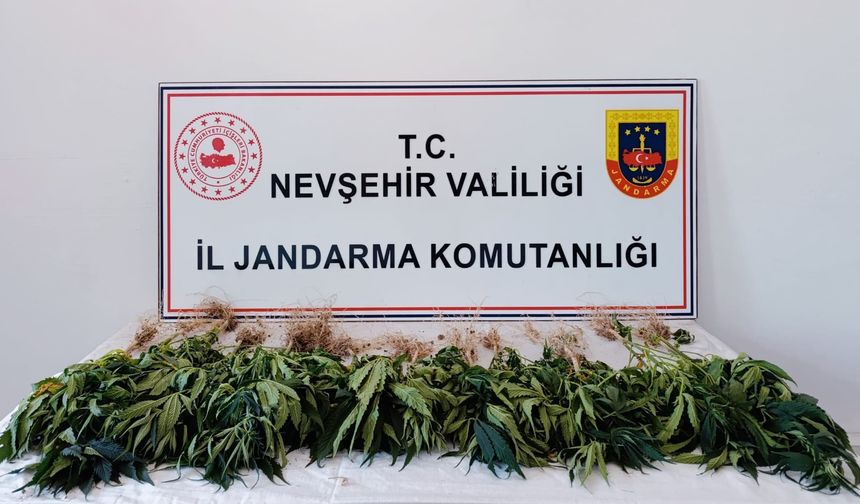 Jandarmadan Uyuştur*cuya Geçit Yok: 26 Kök Skunk Ele Geçirildi