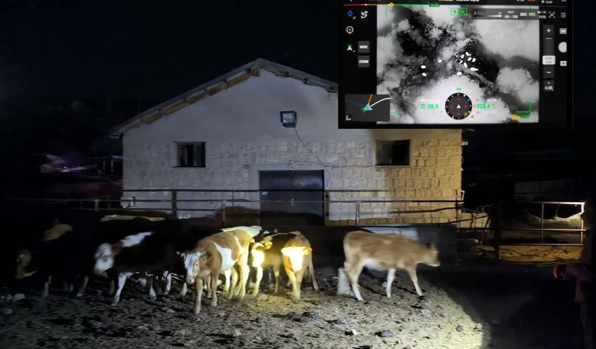 Ürgüp’te Kaybolan 14 Büyükbaş Hayvan Bulunarak Sahibine Teslim Edildi