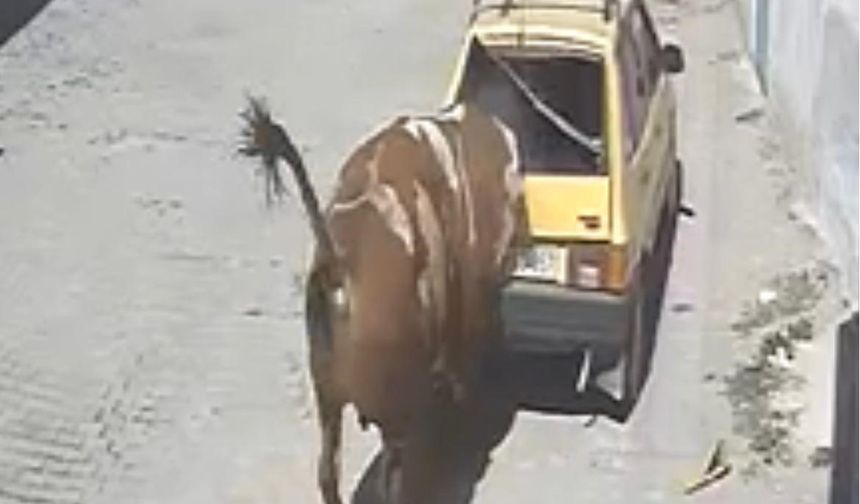 Nevşehir’de Ahırdan Kaçan Kızgın Boğa, Hırsını Otomobilden Çıkarttı