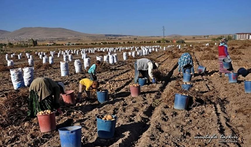 Nevşehir’de Patates Festivali Coşkusu Başlıyor: PATFEST 11 Ekim’de!