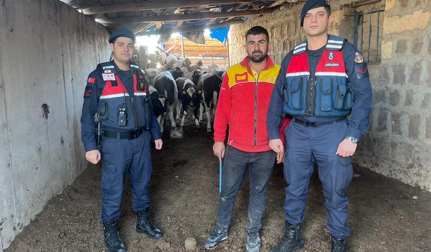 Firar Eden İnekleri Jandarma Ekipleri Buldu