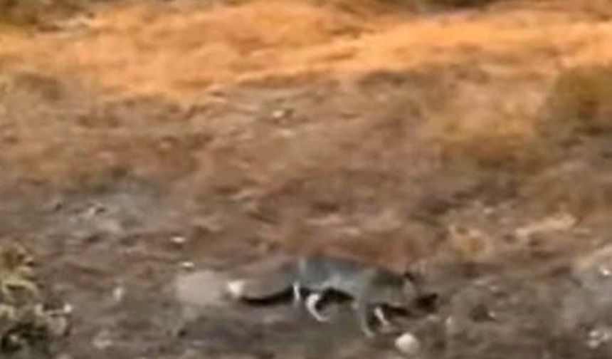 Nevşehir’de Aç Kalan Tilki Şehir Merkezine İndi