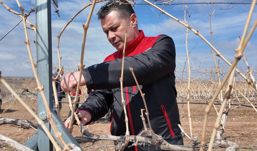 Nevşehir’de Bağlarda Budama Sezonu Başladı