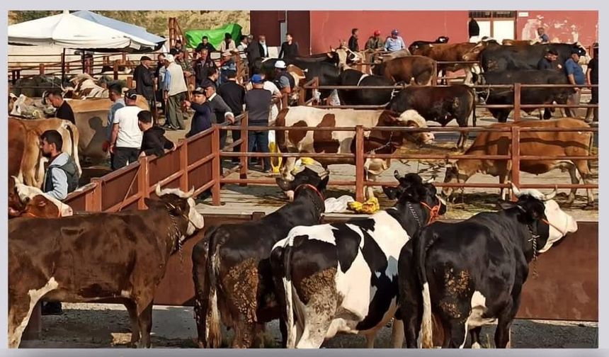 Nevşehir Canlı Hayvan Pazarı Açılıyor