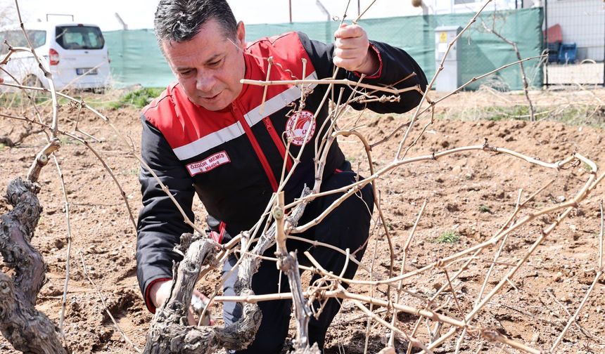 Bağ Budama Çalışmalarında Sona Gelindi