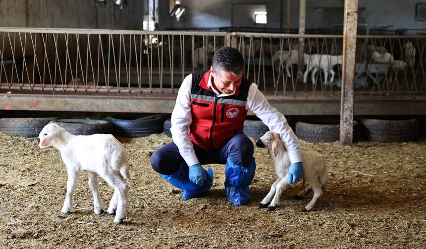Nevşehir’de Hayvan Küpeleme ve Aşılama Çalışmaları Yerinde İncelendi