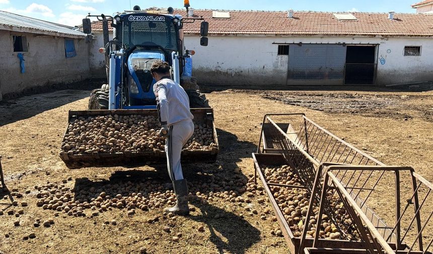 Nevşehir’de Depoda Kalan Patatesler Yozgat'ta Yemde Kullanılıyor: Besiciler Maliyeti Düşürmeye Çalışıyor