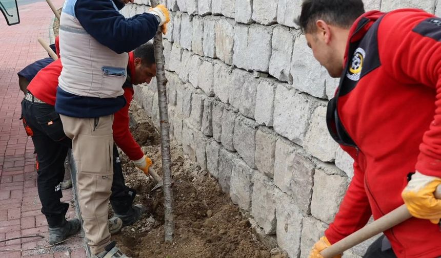 Göreme Belediyesi Esentepe Mevkinde Ağaçlandırma Ve Peyzaj Çalışması Gerçekleştirdi
