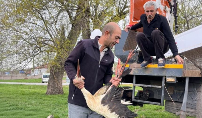 Ağaçta Asılı Kalan Leylek Kurtarıldı