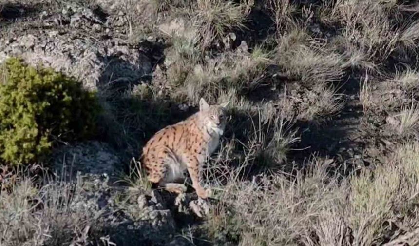 Nevşehir’de Bayağı Vaşak Görenler Dikkat