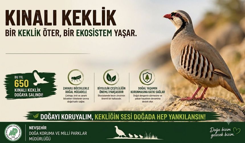 Nevşehir'de 650 Kınalı Keklik Doğaya Salındı