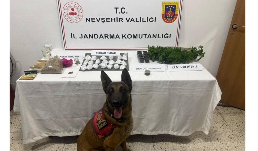 Nevşehir’de Operasyon: 4 Adrese Baskın, Kenevir ve Esrar Ele Geçirildi