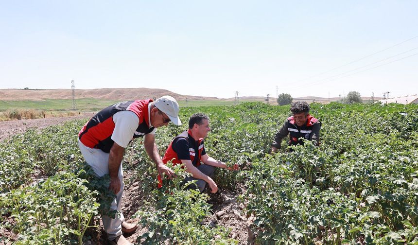 Patates Üretim Alanlarında İncelemelerde Bulunuldu