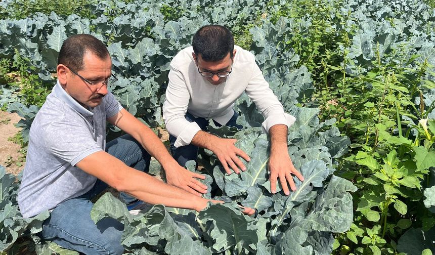 TAKE Projesi Kapsamında Brokoli Hasadı Başladı