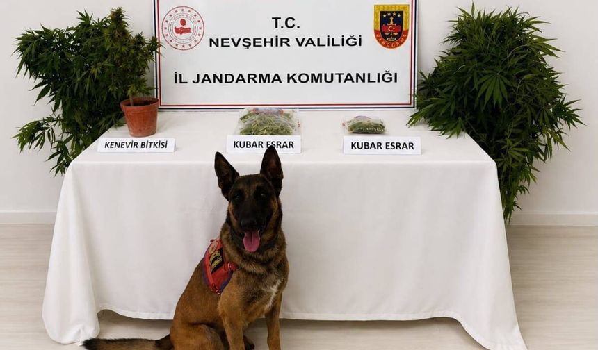 Nevşehir'de Narkotik Operasyonu: 248 Kök Kenevir ve 273 Gram Esrar Ele Geçirildi