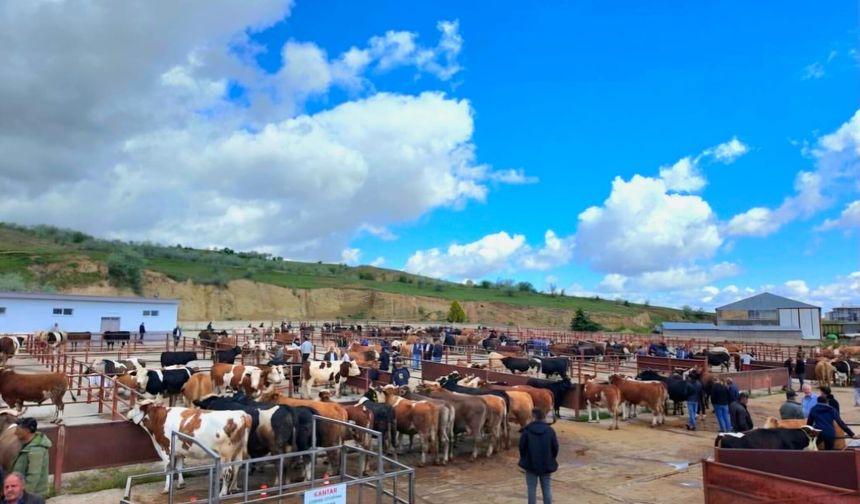 Nevşehir Hayvan Pazarı Geçici Olarak Kapatıldı