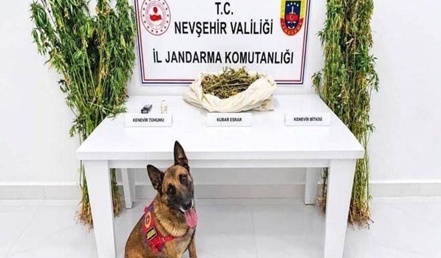 Nevşehir’de 11,7 Kilo Kubar Esrar ve Kenevir Ele Geçirildi