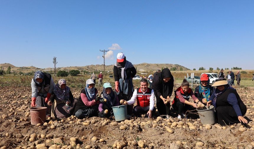 Nevşehir’de 8 Yerli Patates Çeşidinin Deneme Hasadı Yapıldı