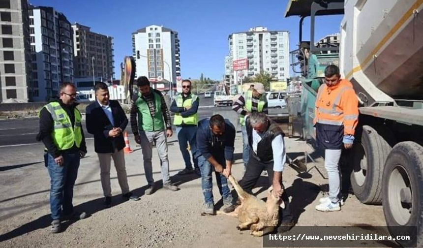 Nar'da Bir İlk Daha Gerçek Oldu