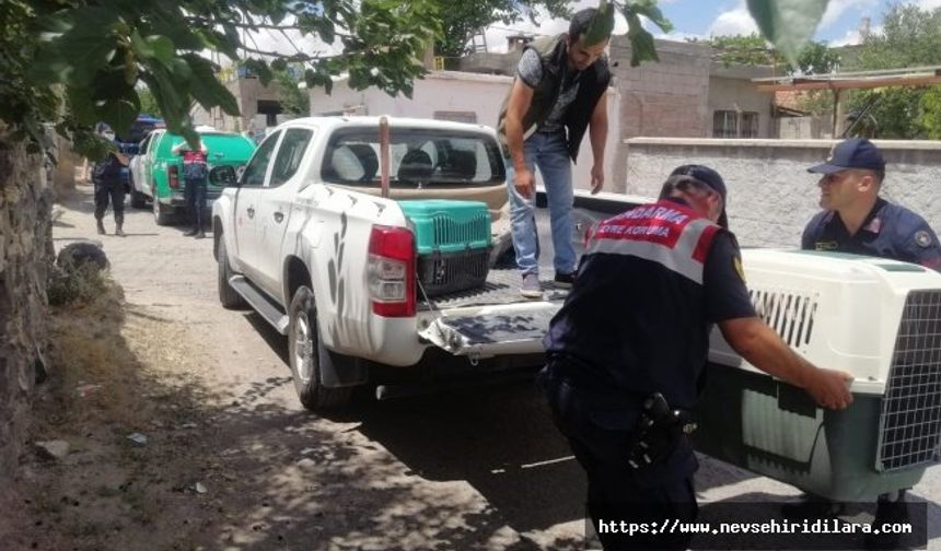 Jandarma, Beslenmesi Yasak Hayvana El Koydu