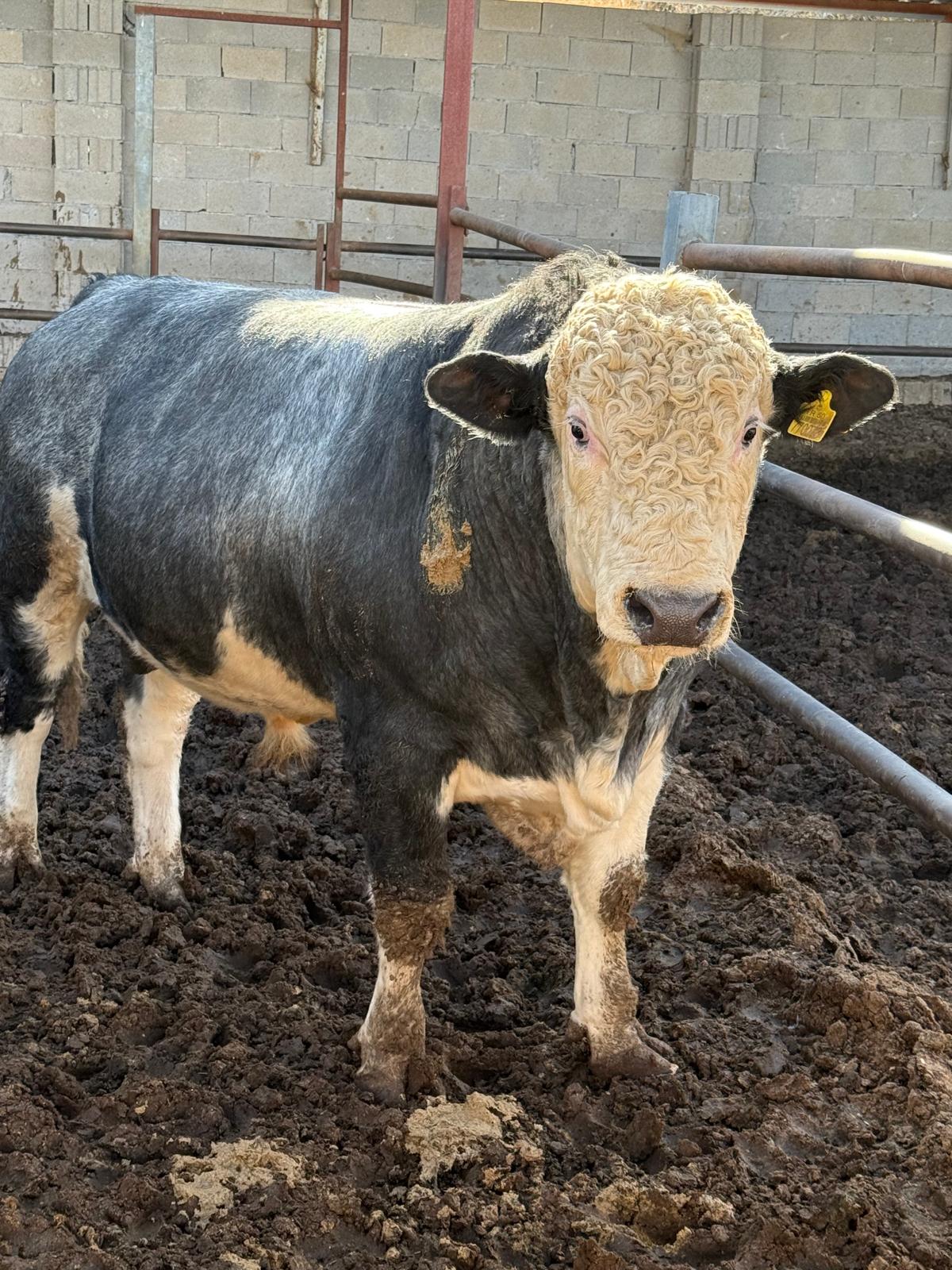 I M G 20260124 W A0021