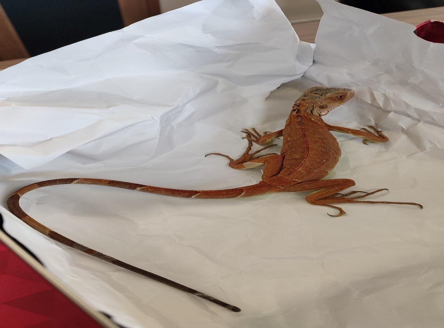 I M G 20260226 W A0013