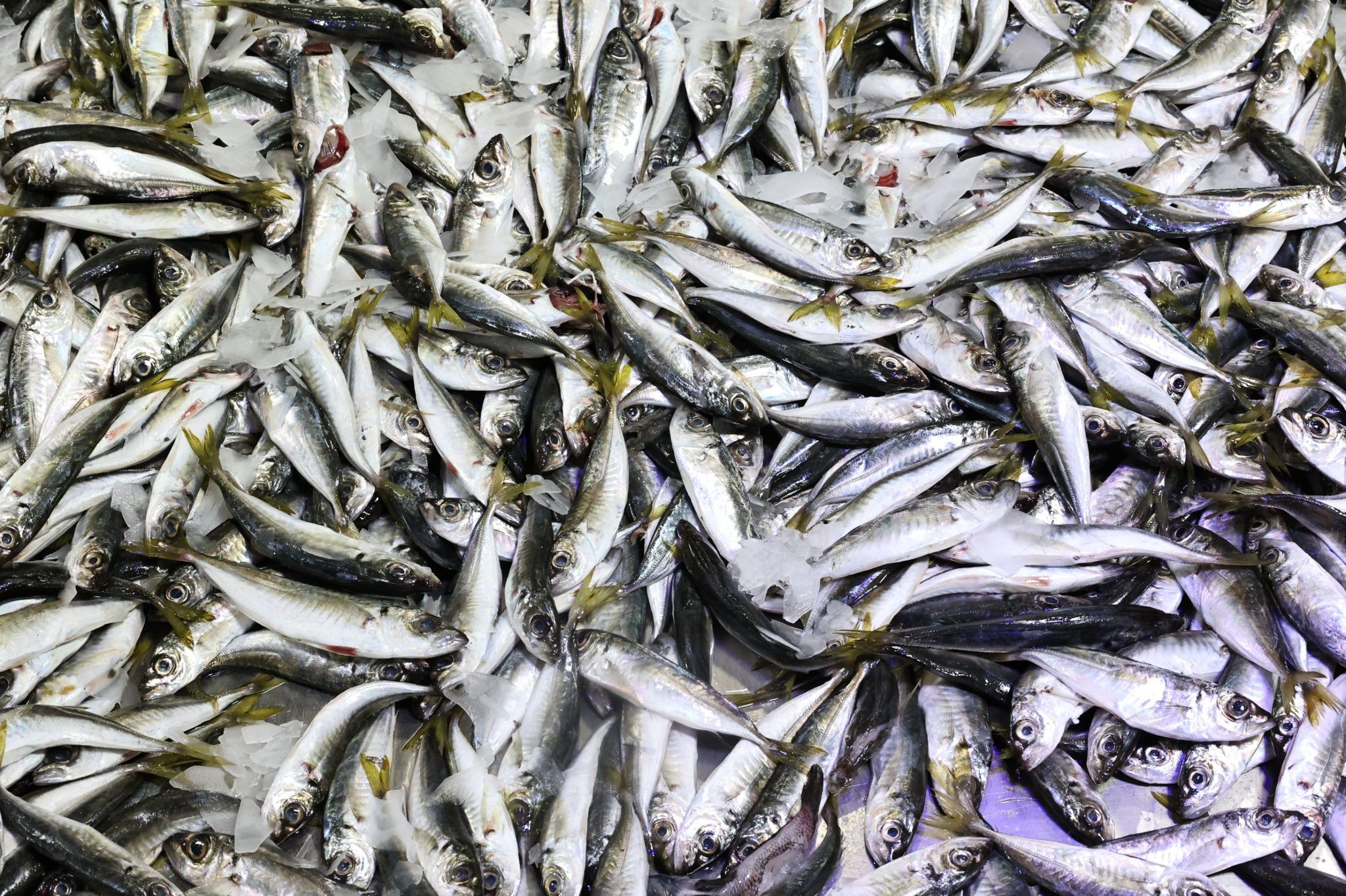 I M G 20260327 W A0010