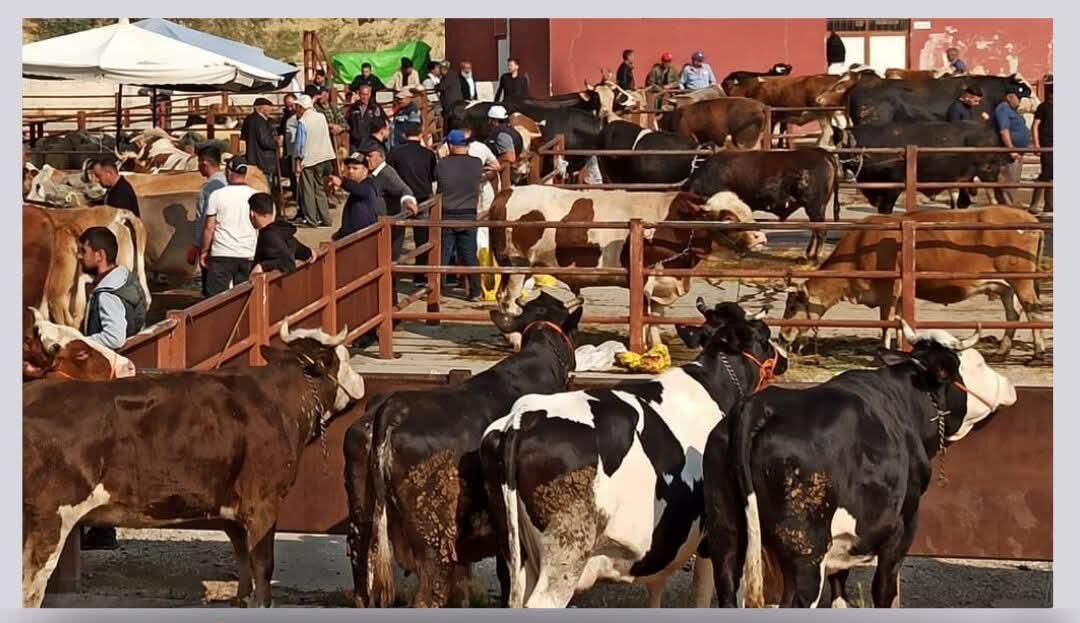 I M G 20260327 W A0060